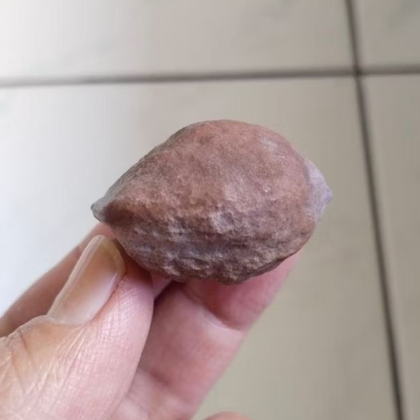 Kemiri Adu Muncang Adu Anak 4G Urgen