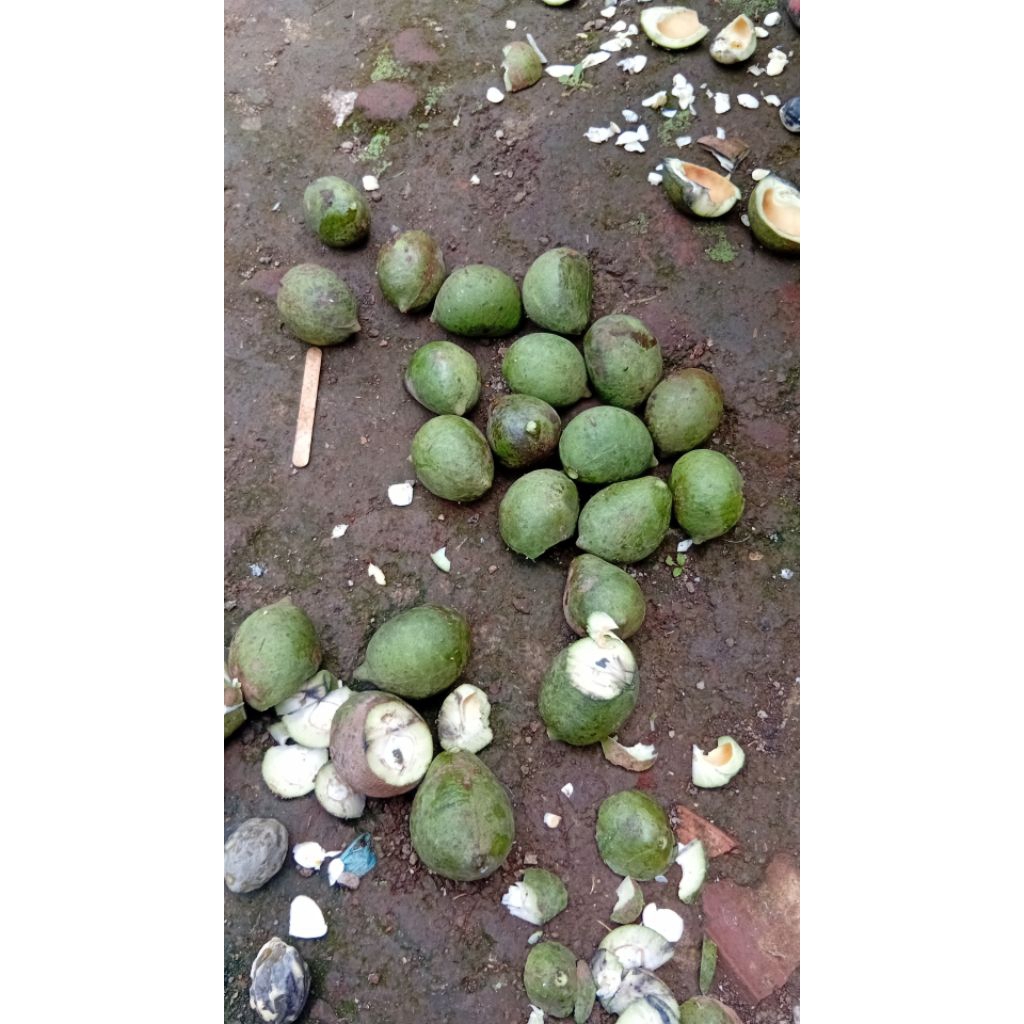 

muncang adu jj jayanti jawa