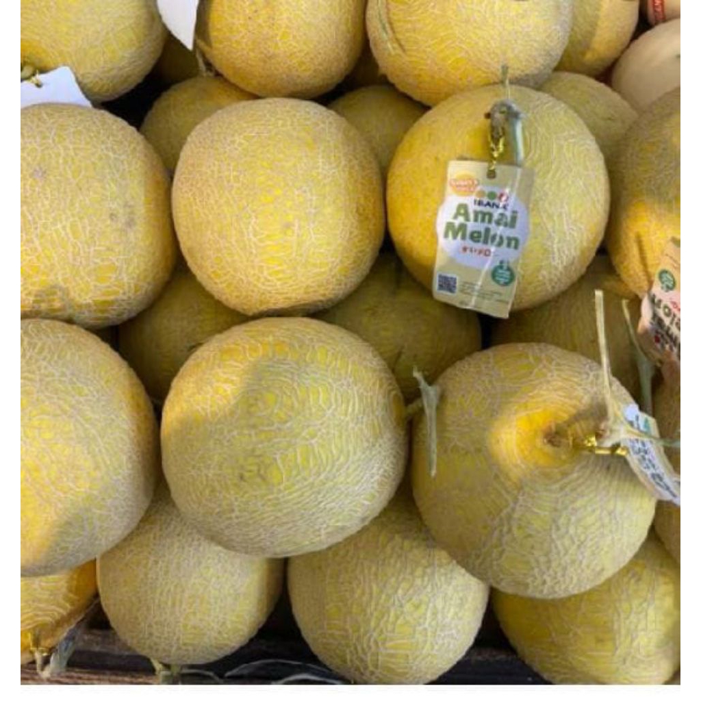 

melon ibana sweet juicy fresh
