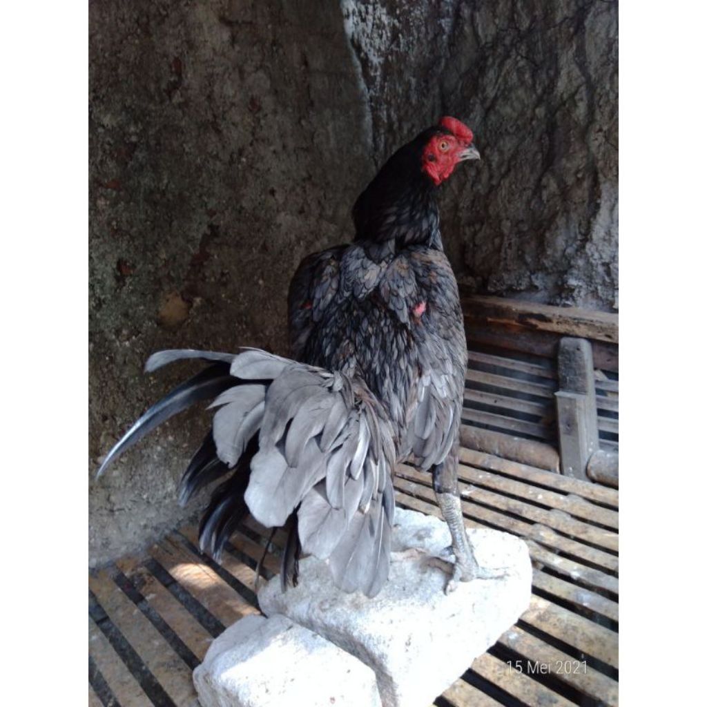 

paket hemat 3 telur ayam Birma fertil siap buat ditetaskan