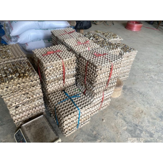 

Telur puyuh 1kg mentah isi kurang lebih 90 biji