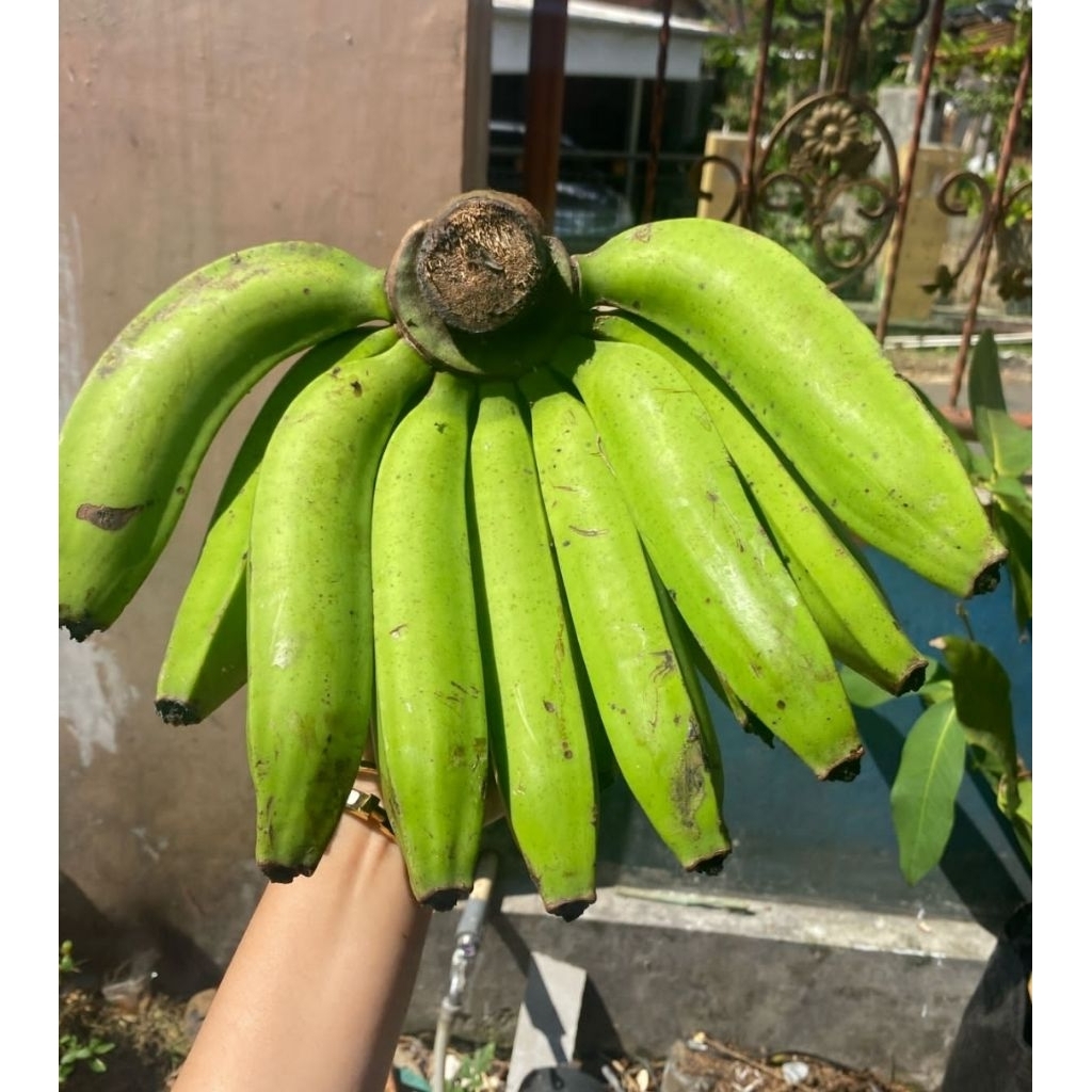 

pisang nangka 1 kg super ukuran besar super grade A+