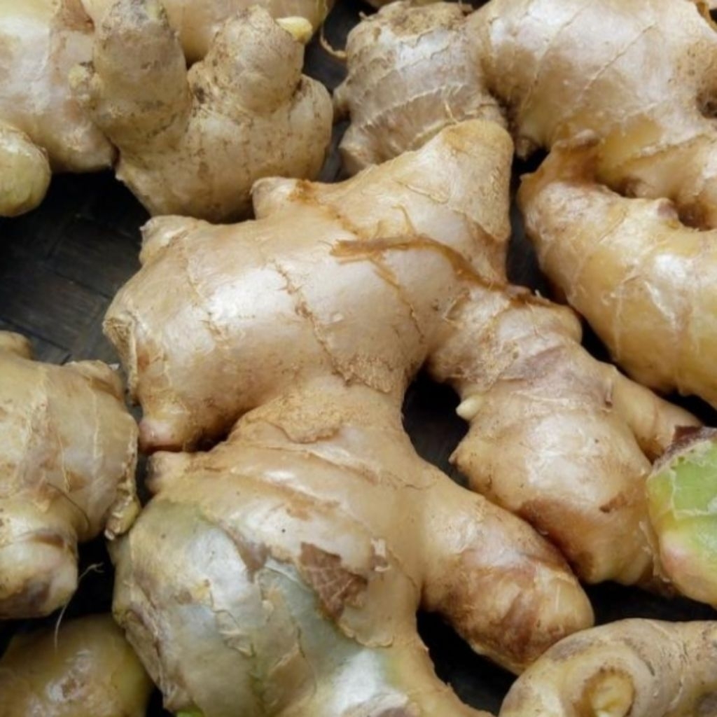 

1kg jahe putih jahe gajah bisa jadi bibit