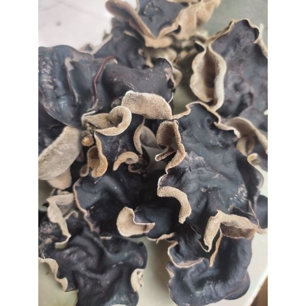 

Jamur kuping kering 100 gram termurah