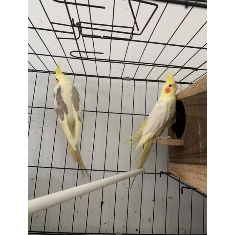 Burung falk tangerang Burung parkit Falk/parkit australia