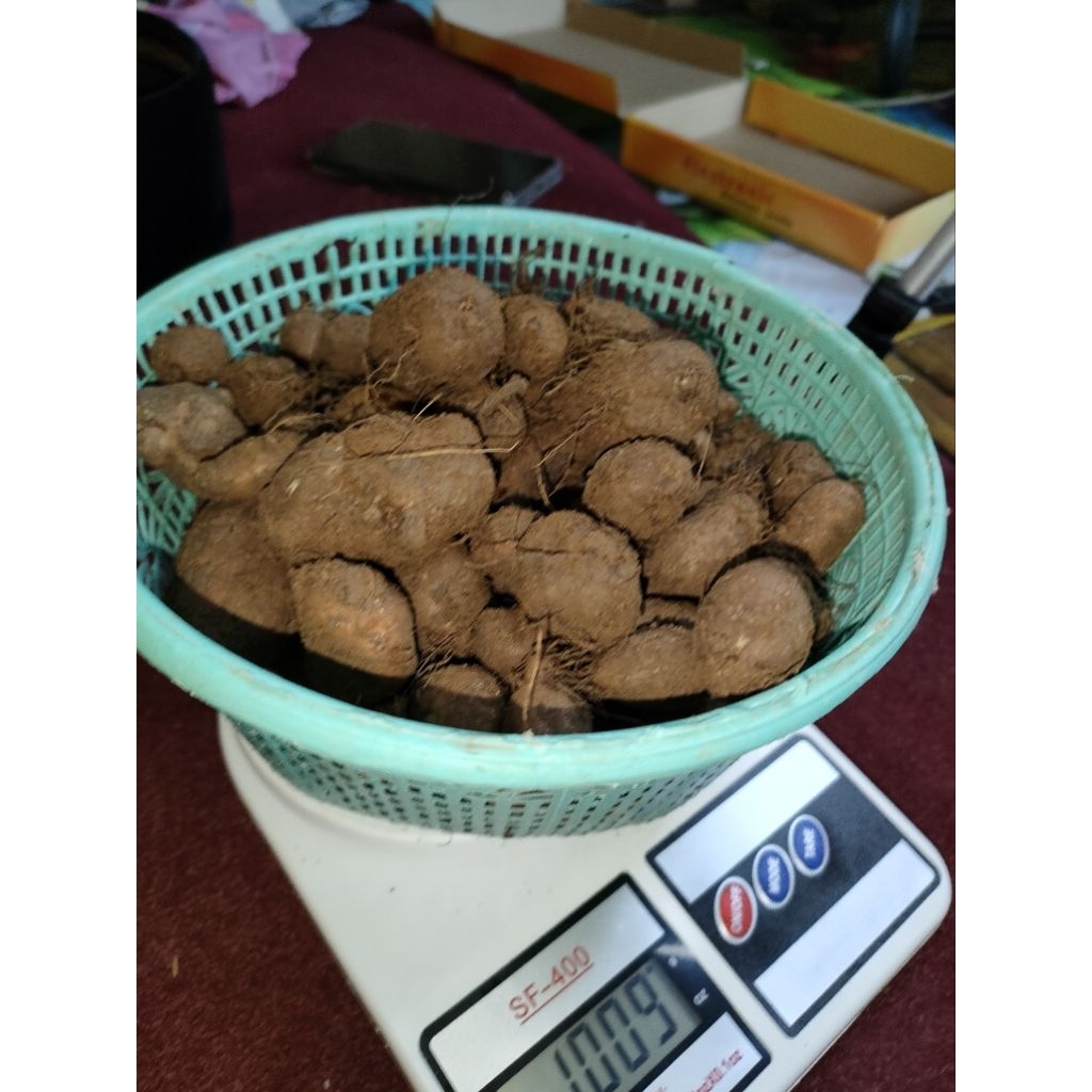 

kumbili/kentang bulu fresh 1Kg