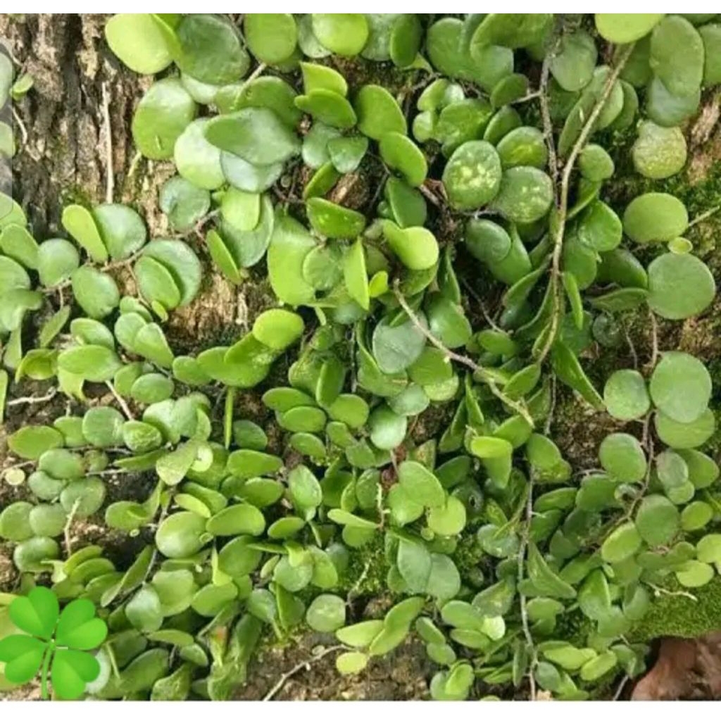 

daun sisik naga picisan 1kg