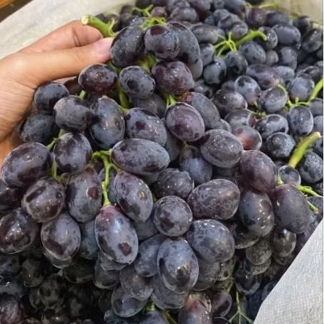 

Anggur Black Autumn USA