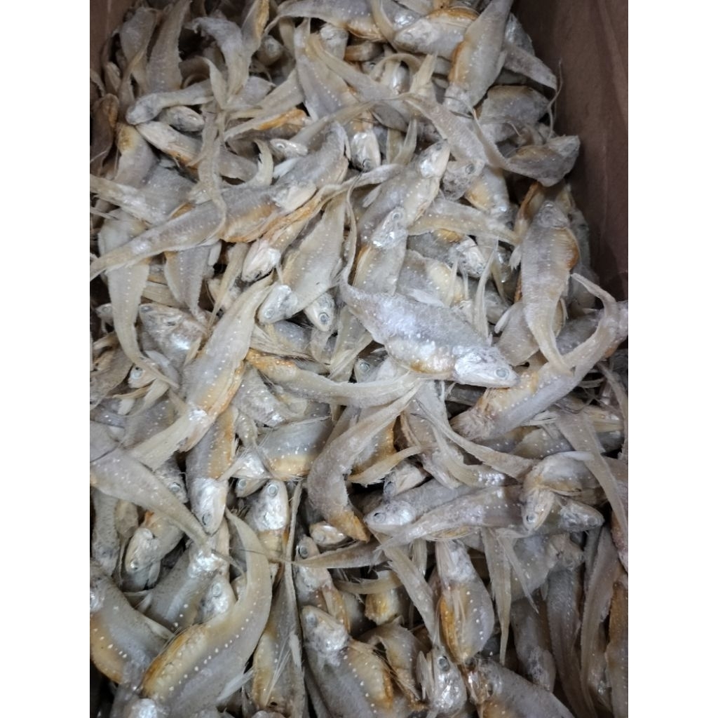 

IKAN ASIN BULU AYAM