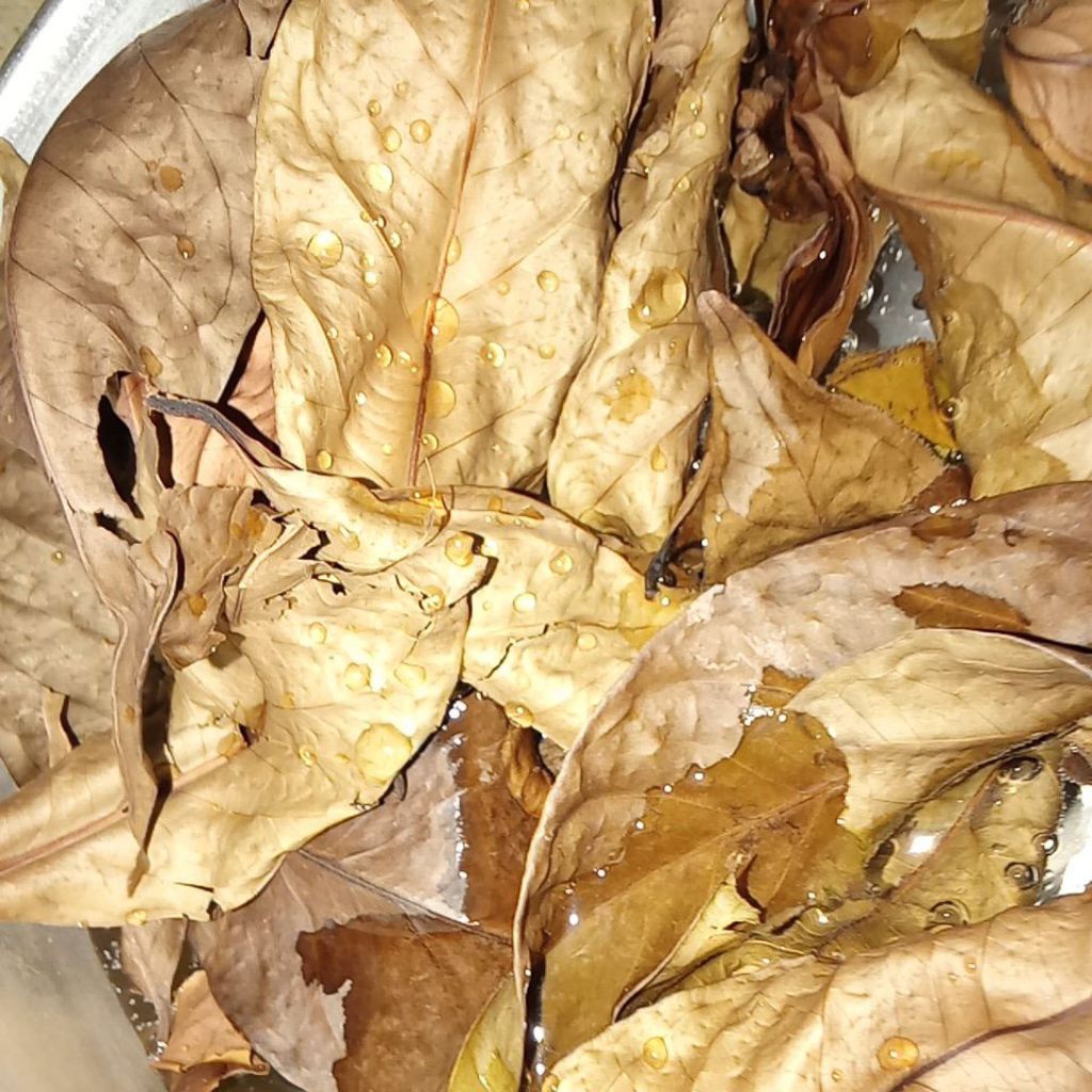 

Daun salam bumbu 100gram