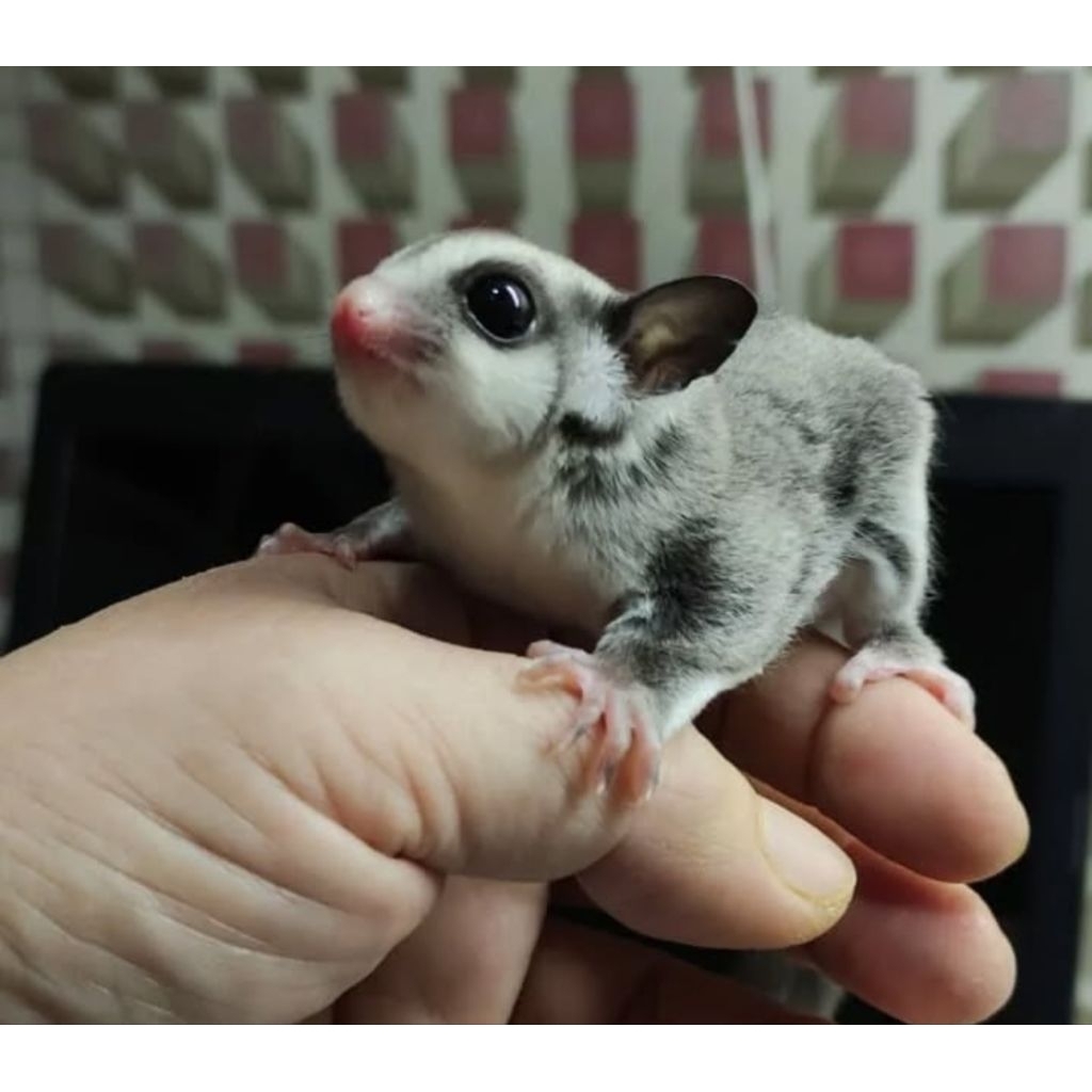 sugar glider Joey classic grey