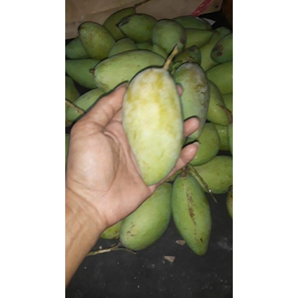 

Mangga Muda Golek Lokmay 1kg isi 3-6 pcs