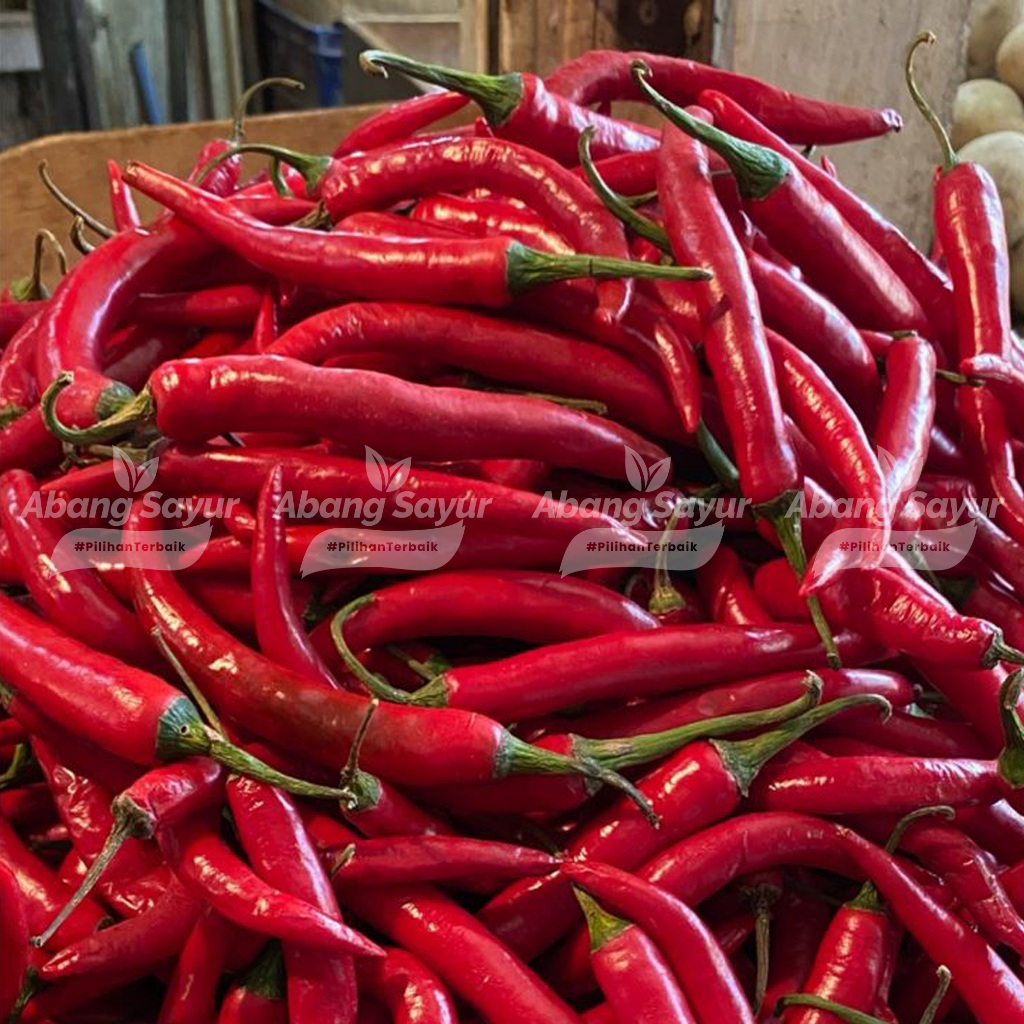 

Cabai Merah Tanjung Besar 250gr – Kirim Instant Bandung (Fresh Harian)