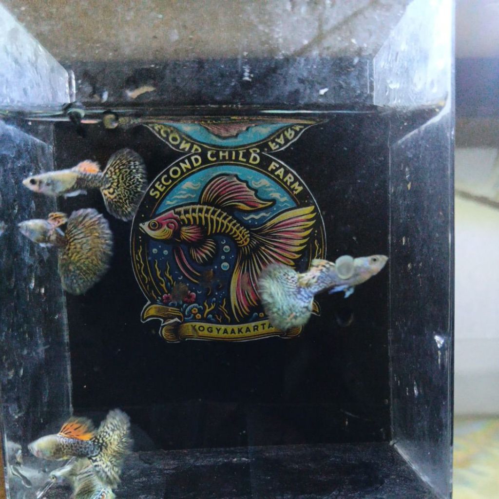 pakan guppy platinum black gold dragon