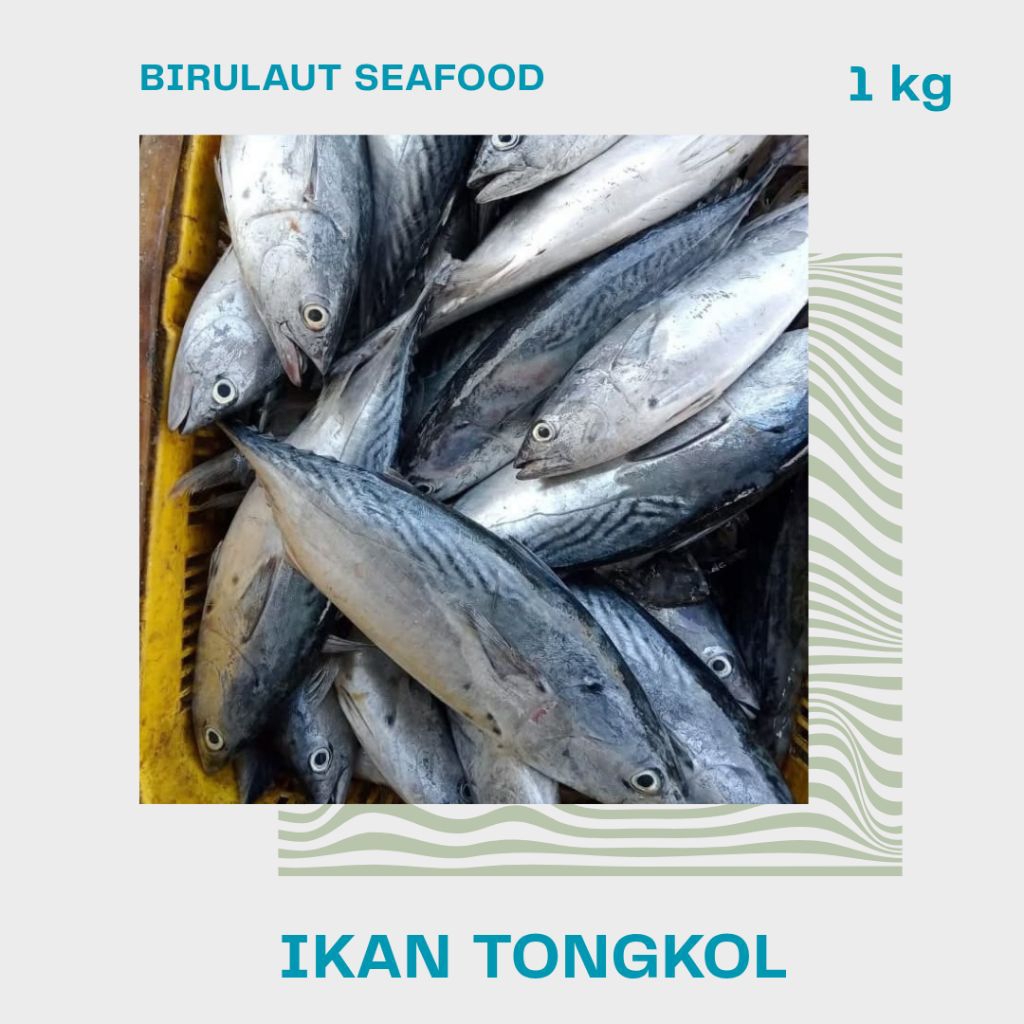

IKAN TONGKOL SEGAR 800gr - 1kg