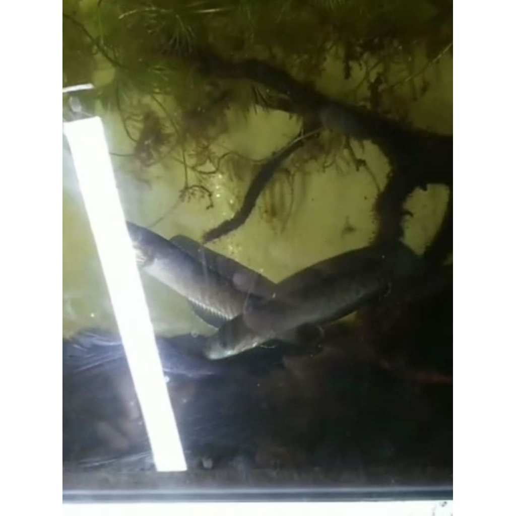 Ikan chana striata albino size 4-5cm