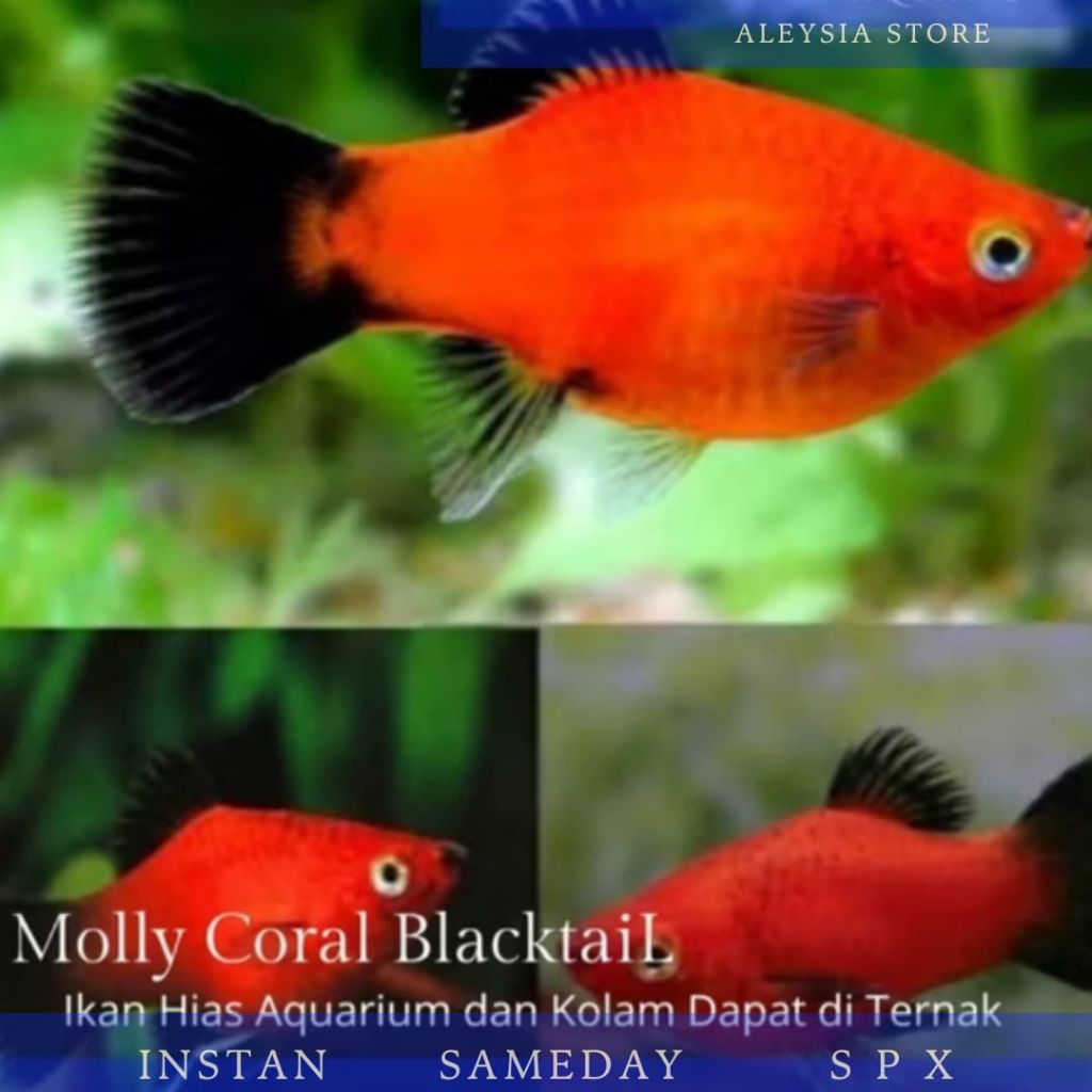 Molly Coral Blacktail Paket 100ekor Hiasan Aquarium Aquascape dan Kolam