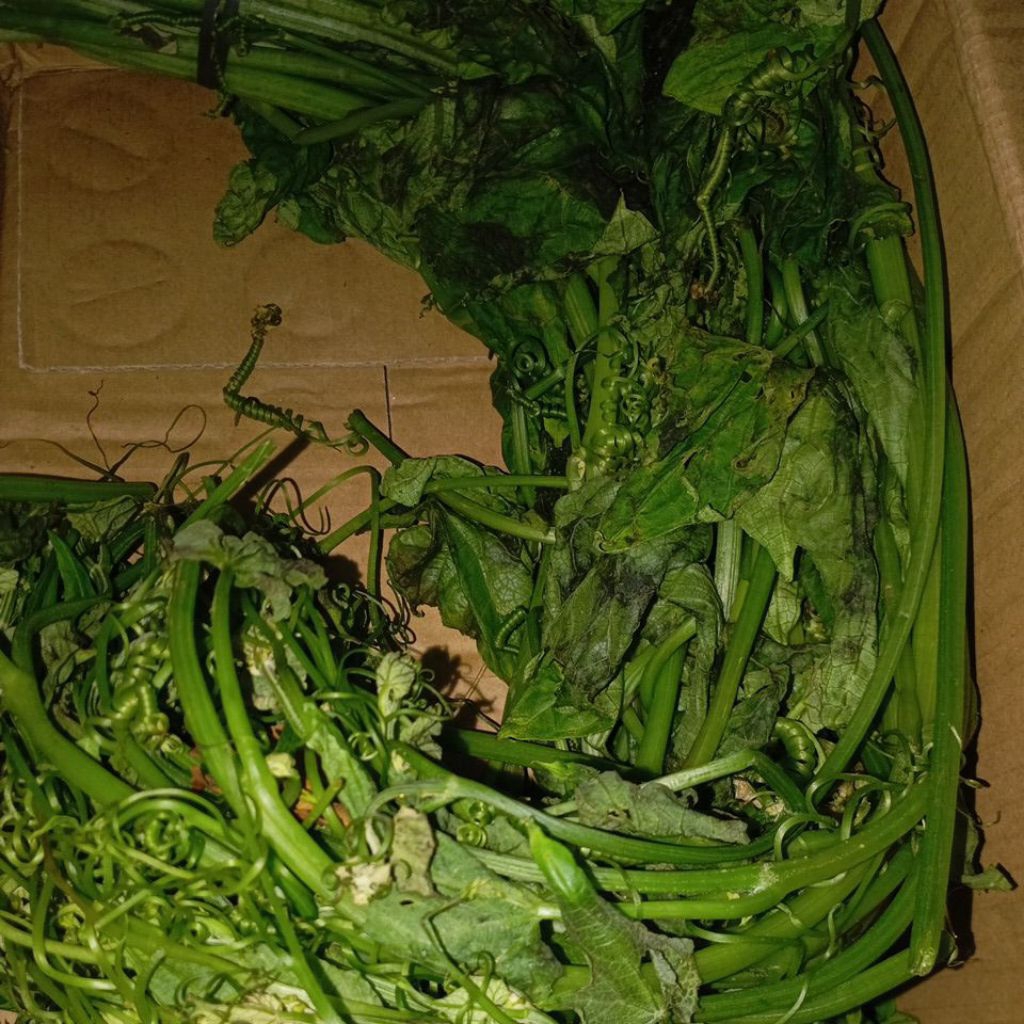 

SAYUR PUCUK DAUN LABU SIAM GONDES SEGAR