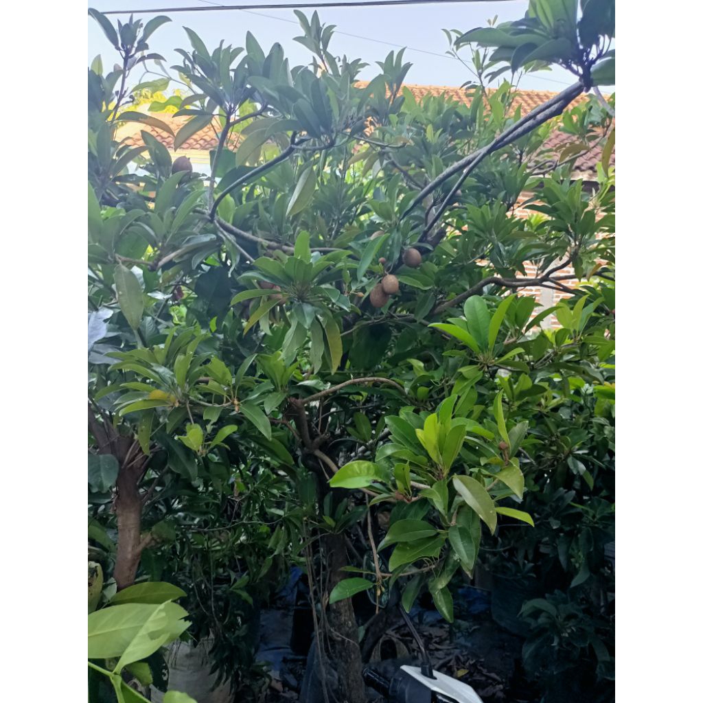 Ready indukan super jumbo sawo CM 19