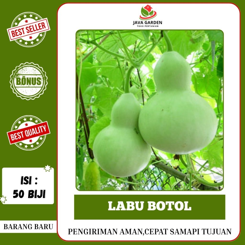 50 BIJI>BENIH BIJI LABU BOTOL/LABU KENDI MUDAH BERKECAMBAH