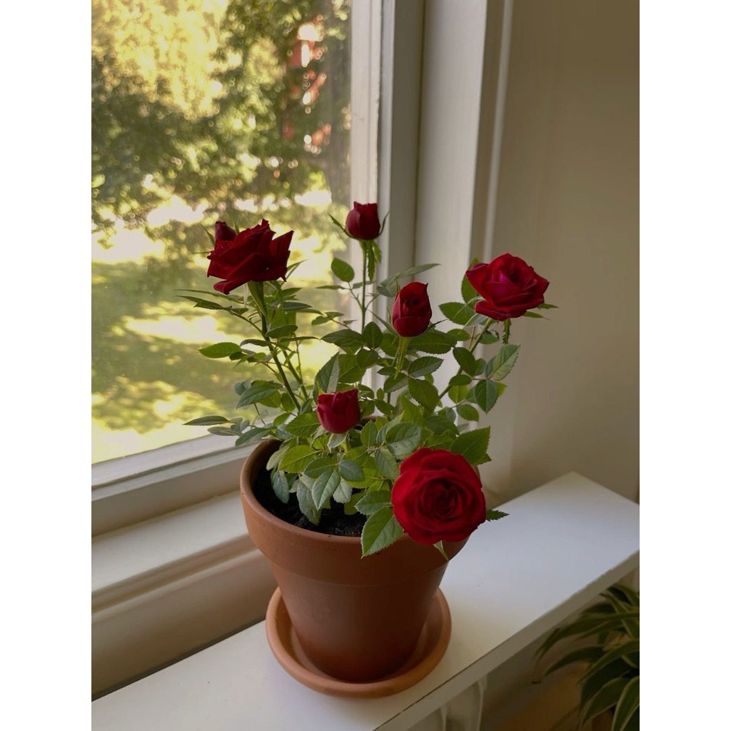 tanaman hias bunga mawar merah - mawar bunga merah - mawar