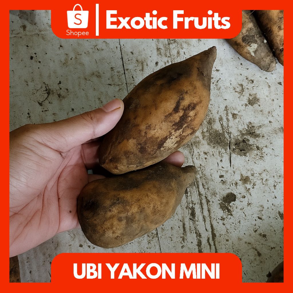 

Ubi Yakon Mini