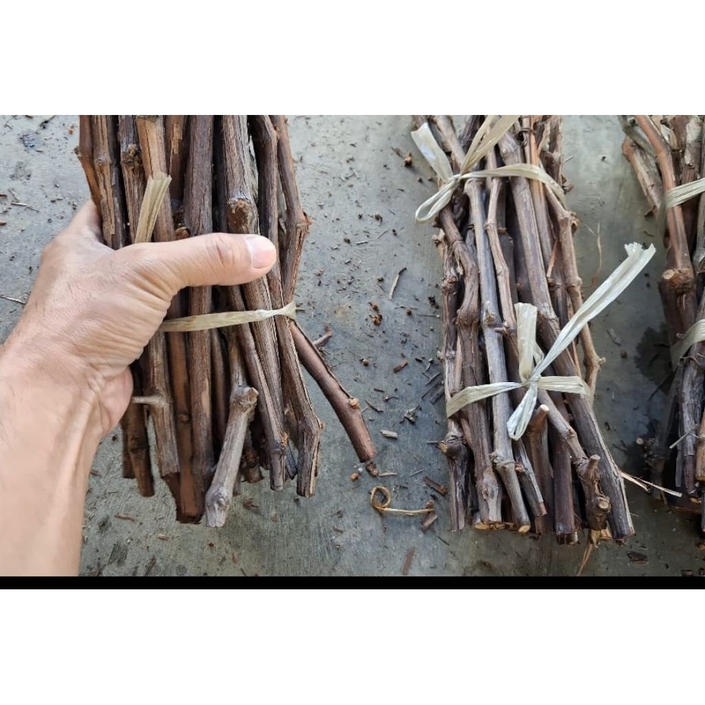 paket cutting anggur lokal alphonso isabela mix untuk rootstok batang bawah