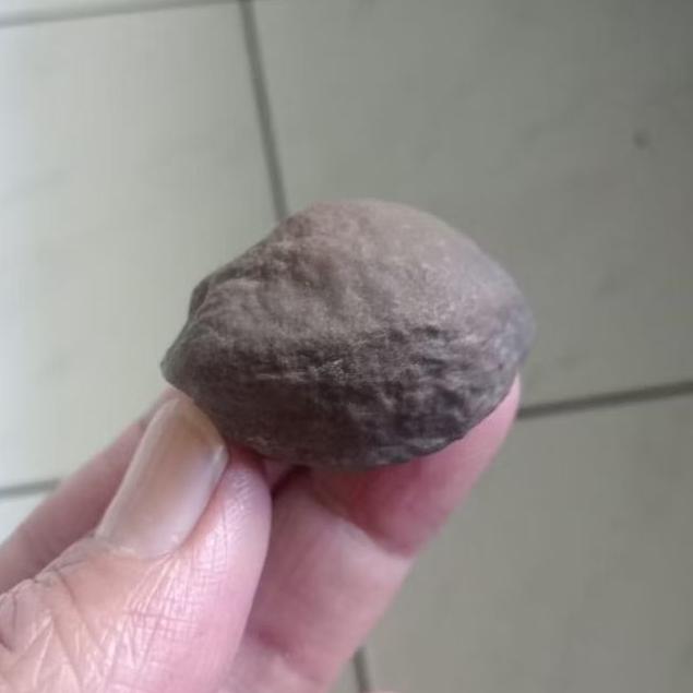 Kemiri Adu Muncang Adu Jawa Boim Ori Malangbong Tua Jatuhan