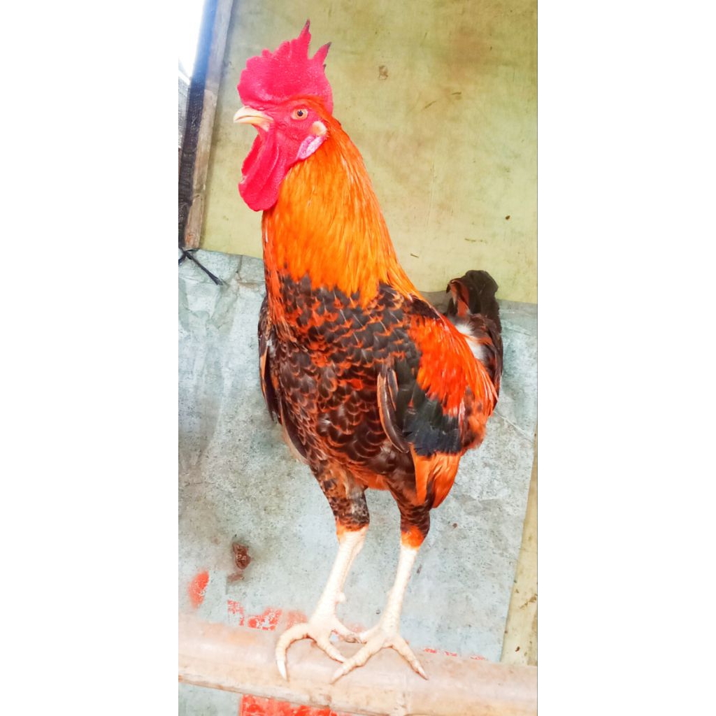 

telur tetas ayam mardi