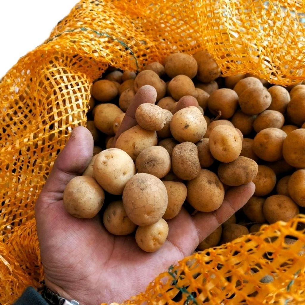 

Kentang Rendang Ukuran Kecil Segar Fresh Langsung Dari Dataran Tinggi Dieng Jawa Barat Kualitas Premium 1kg