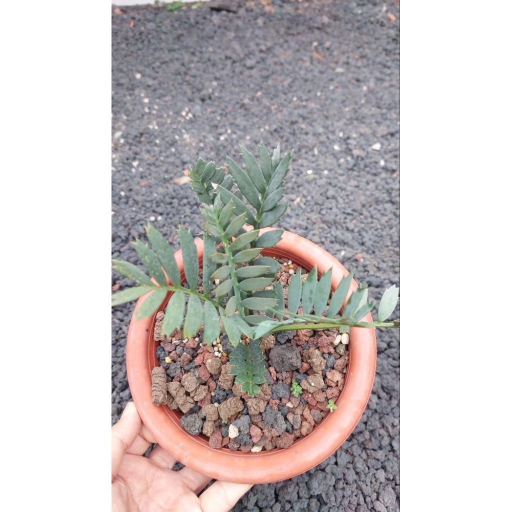 Encephalartos Horridus