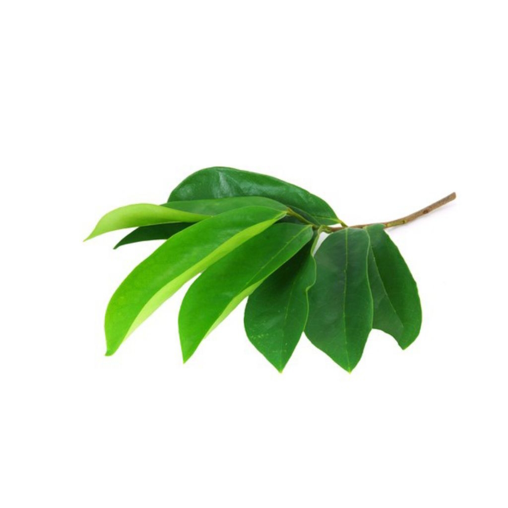 

Daun Sirsak Segar Fres Siap Petik Obat Herbal