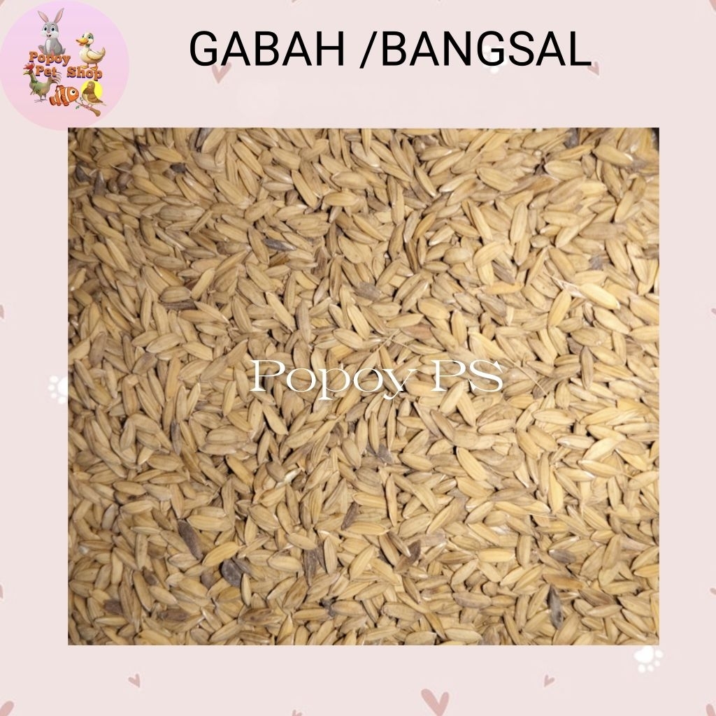 GABAH PADI / BANGSAL PAKAN AYAM BURUNG 1KG