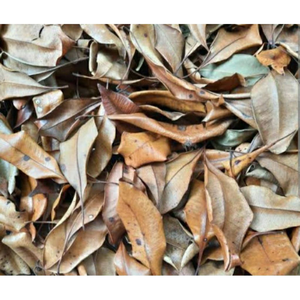 

Daun cengkeh kering kualitas super 500 gram