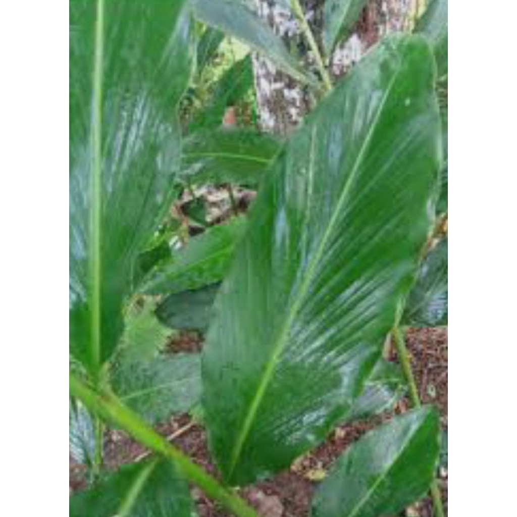 

DAUN KAPULAGA 25 PCS,. KUWALITAS TERBAIK BARU PETIK