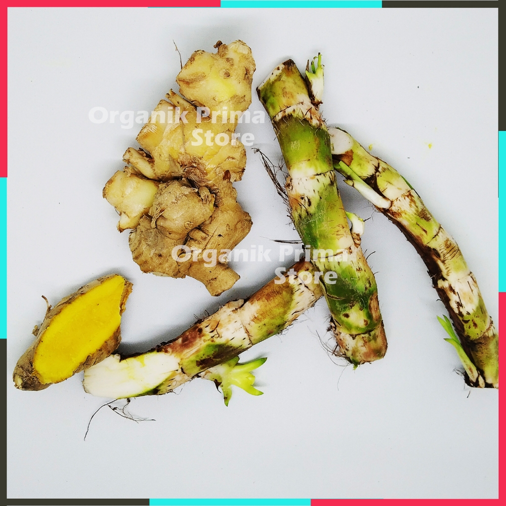 

Dlingo Bengle Segar 500gr Asli Sawan Anak dan Ibu Hamil