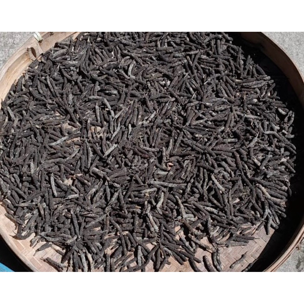 

Cabe Jamu / Cabe Puyang / Cabai Jawa Kering