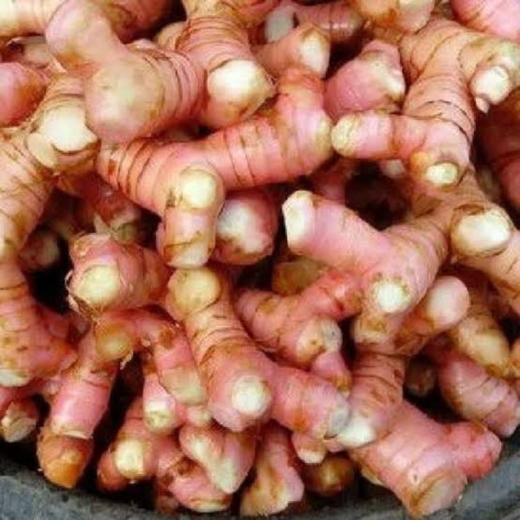 

250 gr Lengkuas Merah Segar