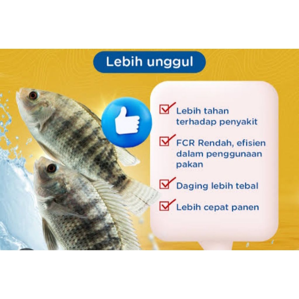 bibit ikan nila nirwana 3hitam ukuran 2-3 cm isi 200 ekor