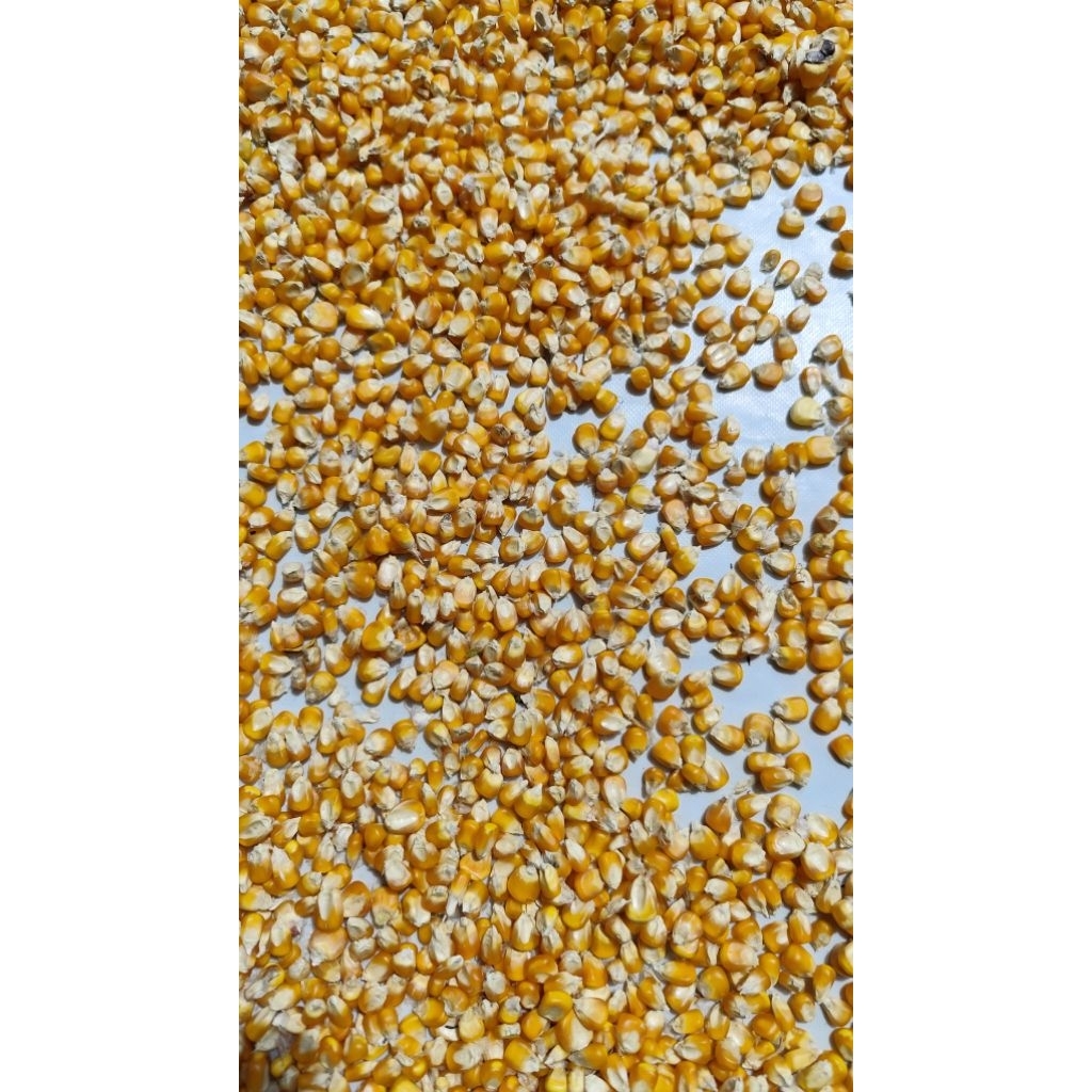 

jagung kering kualitas terbaik