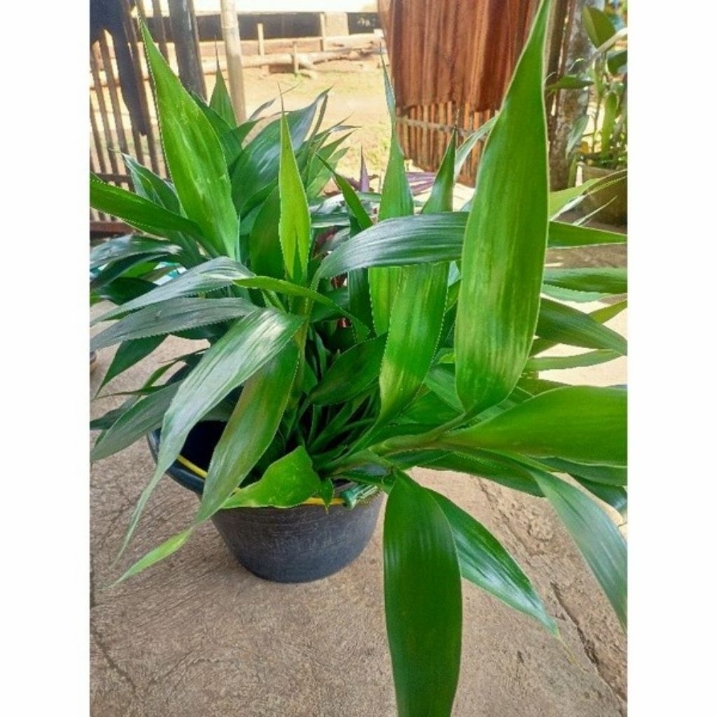 pohon bambu hoki untuk tanaman hias depan rumah/pohon kole