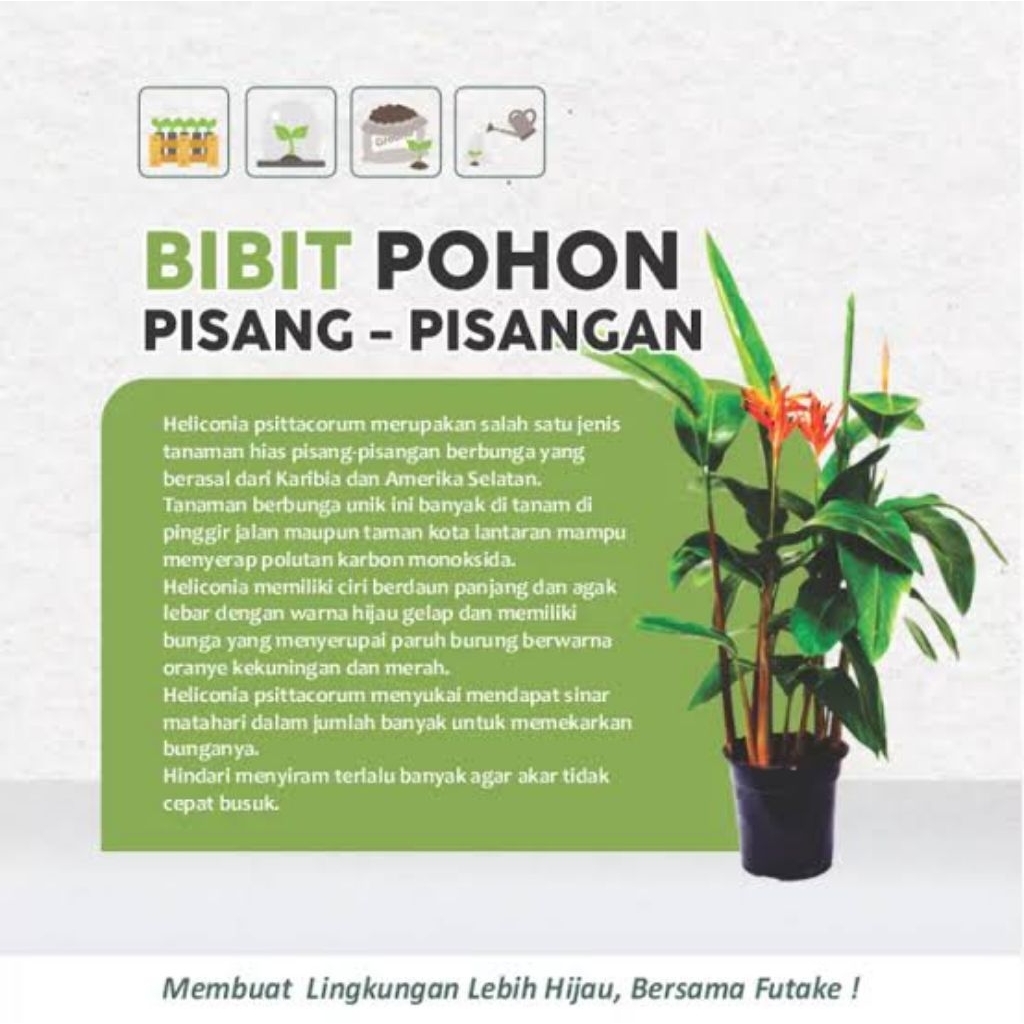 BUNGA HELICONIA - Tanaman Hias Bunga Pisang Pisangan Heliconia Oren