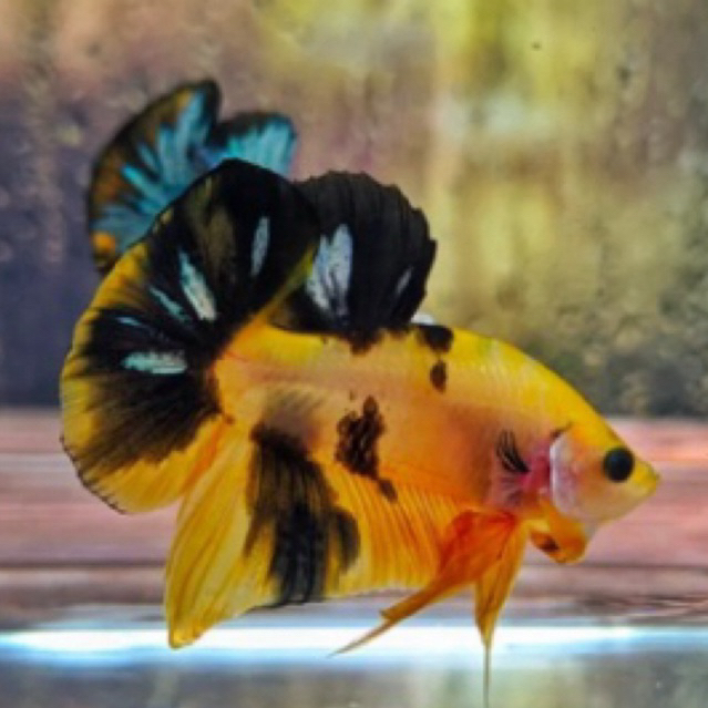 ikan cupang plakat yellow koi cooper bahan top grade