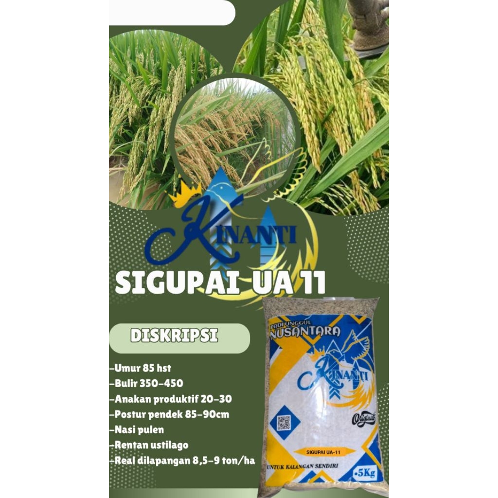 BENIH PADI SIGUPAI UA 11 Kemasan 5 KG
