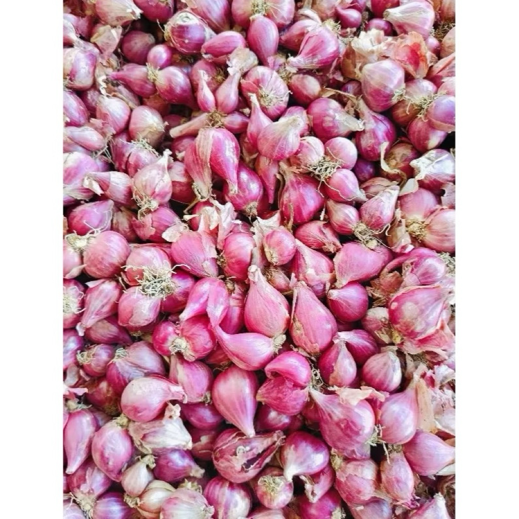 

Bawang merah lokal kecil fresh asli nganjuk kemasan 1kg ukuran kecil banget
