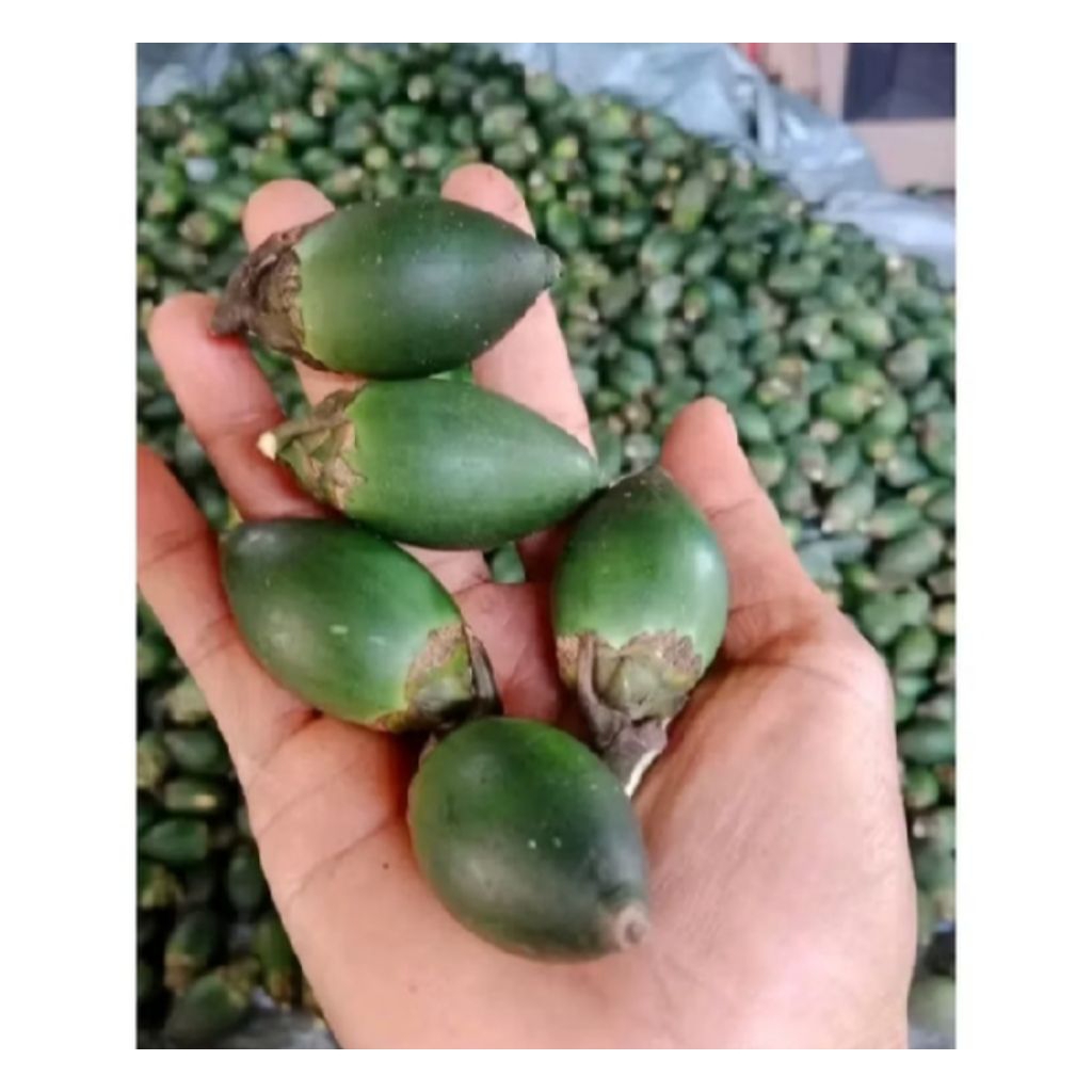 

Buah Pinang / Buah Jambe Muda Segar Isi 20 Buah