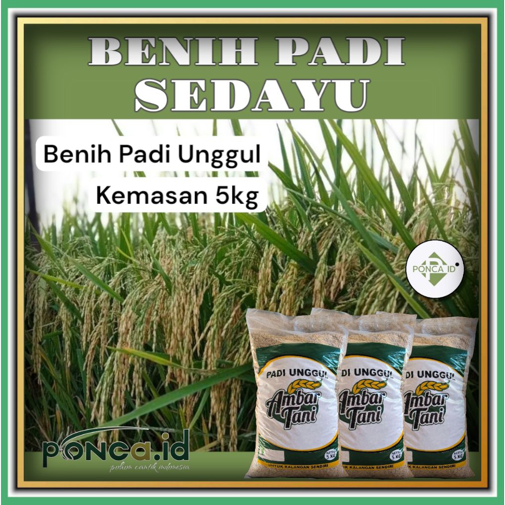 bibit padi sedayu 5kg