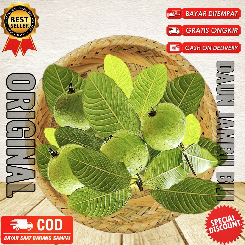 

Daun jambu biji segar fresh dipetik dadakan 500gr