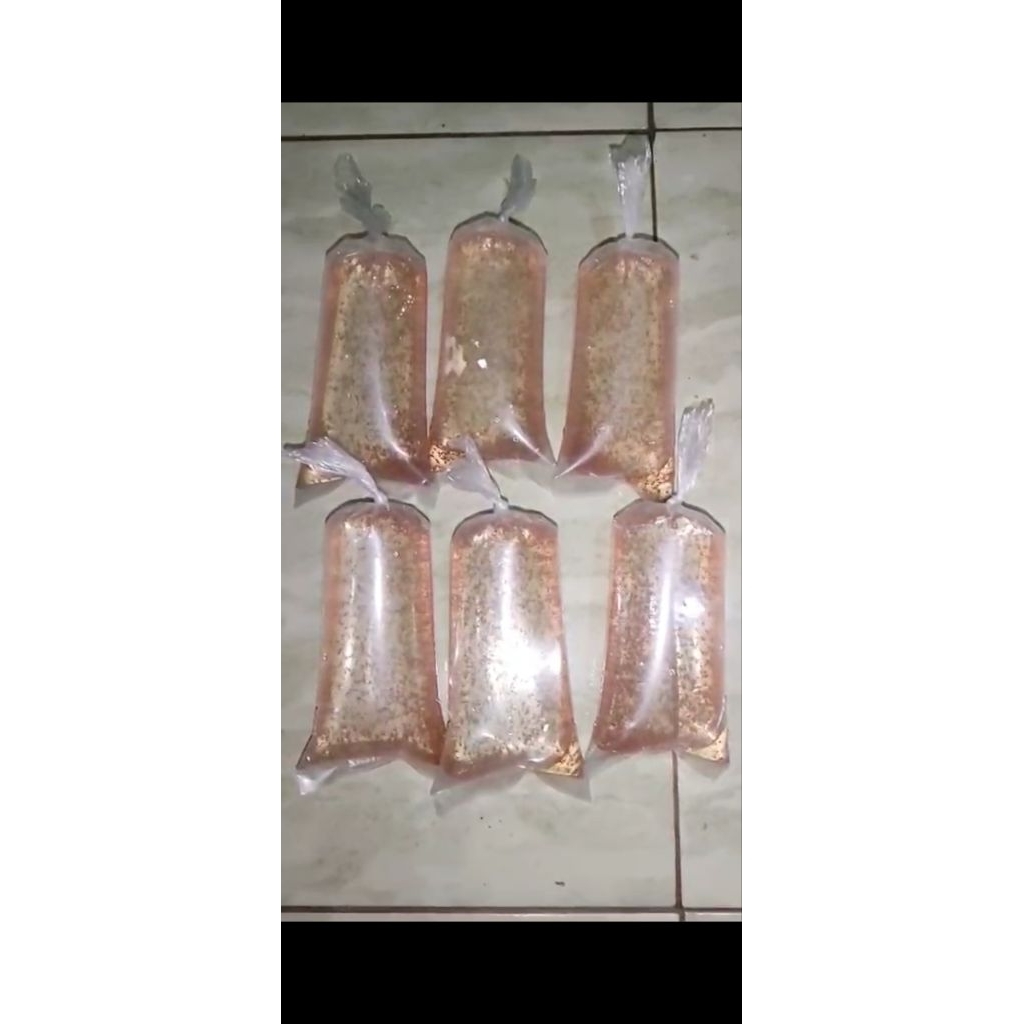 Daphnia Magna (kutu air raksasa)