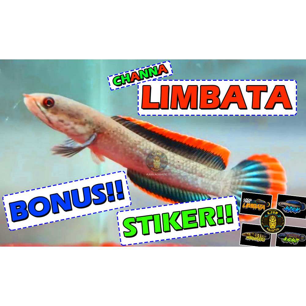 Ready Boneka Limbata (Limbata CB)